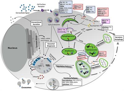 Autophagy, EVs, and Infections: A Perfect Question for a Perfect Time